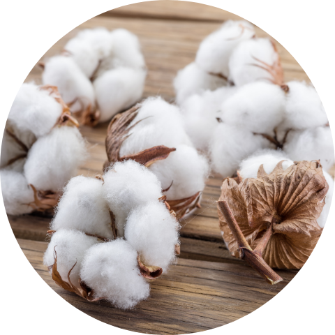 Fair und nachhaltig produzierte Kleidung aus Bio-Baumwolle